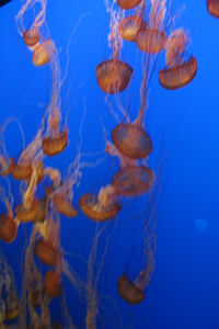 Monterey Bay Aquarium