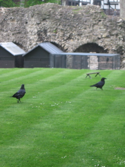 The Ravens